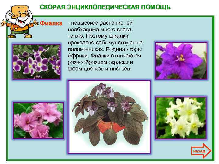 СКОРАЯ ЭНЦИКЛОПЕДИЧЕСКАЯ ПОМОЩЬ Фиалка - невысокое растение, ей необходимо много света, тепло. Поэтому фиалки