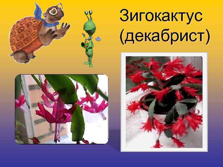 Зигокактус (декабрист) 