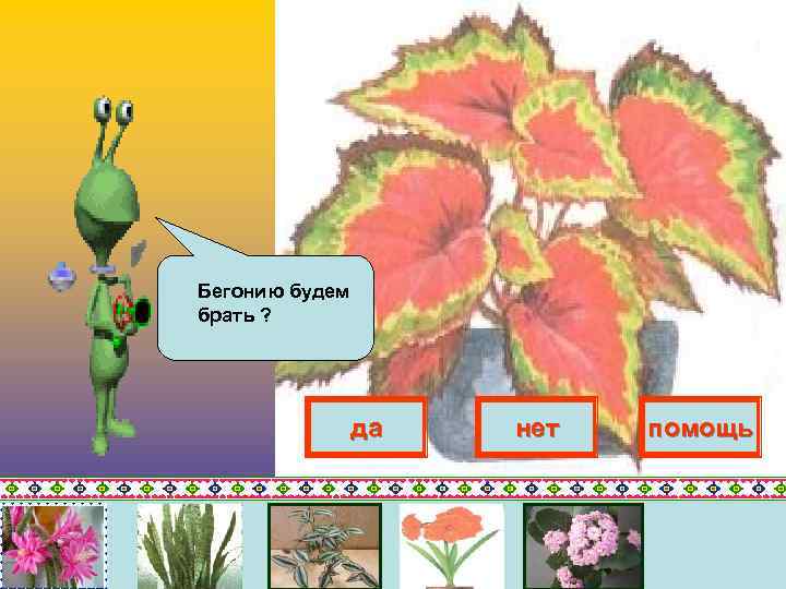Бегонию будем брать ? да нет помощь 