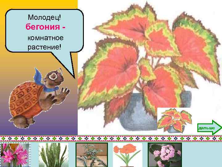 Молодец! бегония комнатное растение! дальше 