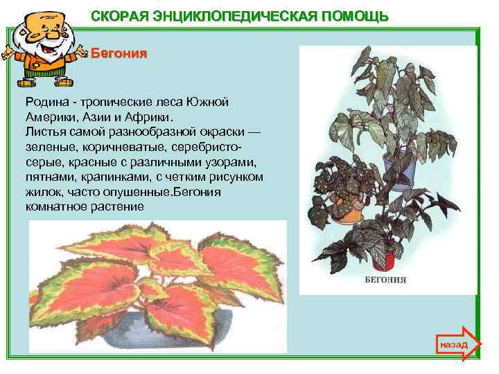 СКОРАЯ ЭНЦИКЛОПЕДИЧЕСКАЯ ПОМОЩЬ Бегония Родина - тропические леса Южной Америки, Азии и Африки. Листья