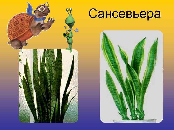 Сансевьера 