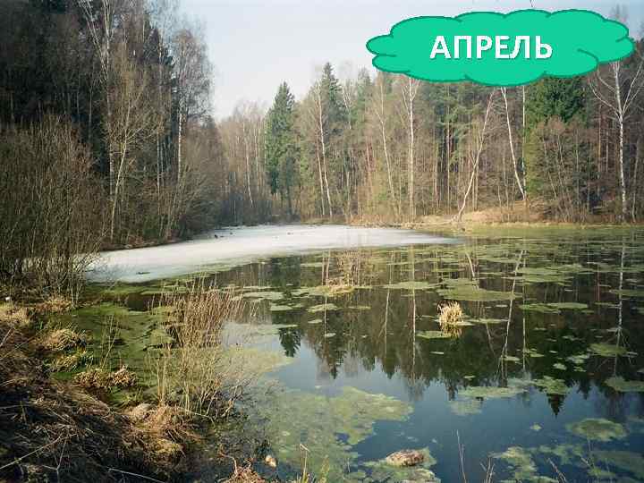 АПРЕЛЬ Яростно река ревёт И разламывает лёд. В домик свой скворец вернулся, А в