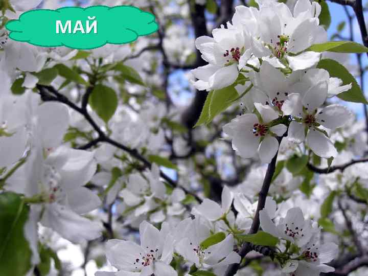 МАЙ Зеленеет даль полей, Запевает соловей. В белый цвет оделся сад, Пчелы первые летят.