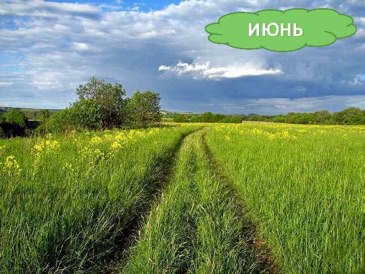 ИЮНЬ Тёплый, длинный-длинный день. В полдень – крохотная тень. Зацветает в поле колос, Подаёт