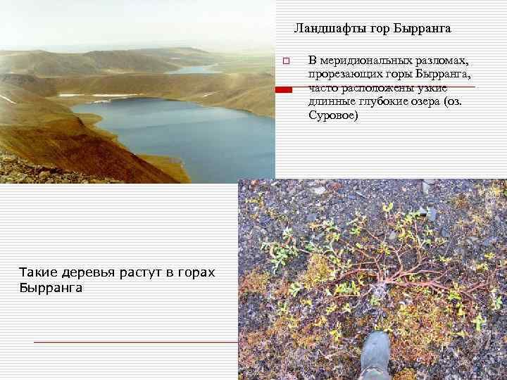 Ландшафты гор Бырранга o Такие деревья растут в горах Бырранга В меридиональных разломах, прорезающих