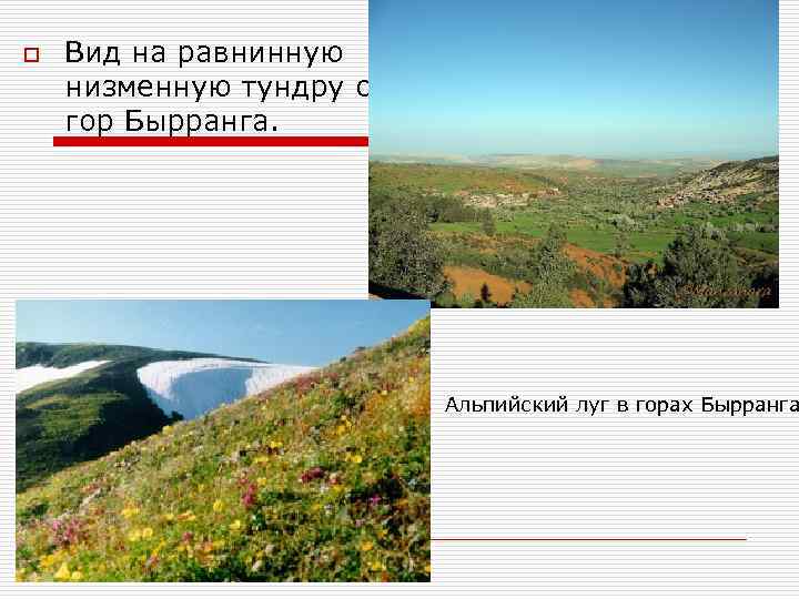 o Вид на равнинную низменную тундру с гор Бырранга. Альпийский луг в горах Бырранга