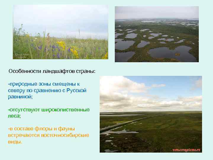 Растительный и животный мир западно сибирской равнины. Природные зоны равнины. Особенности ландшафта. Характеристика ландшафта. Зона природного ландшафта.