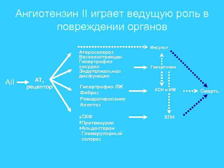 Ангиотензин II играет ведущую роль в повреждении органов AII AT 1 рецептор Атеросклероз Вазоконстрикция