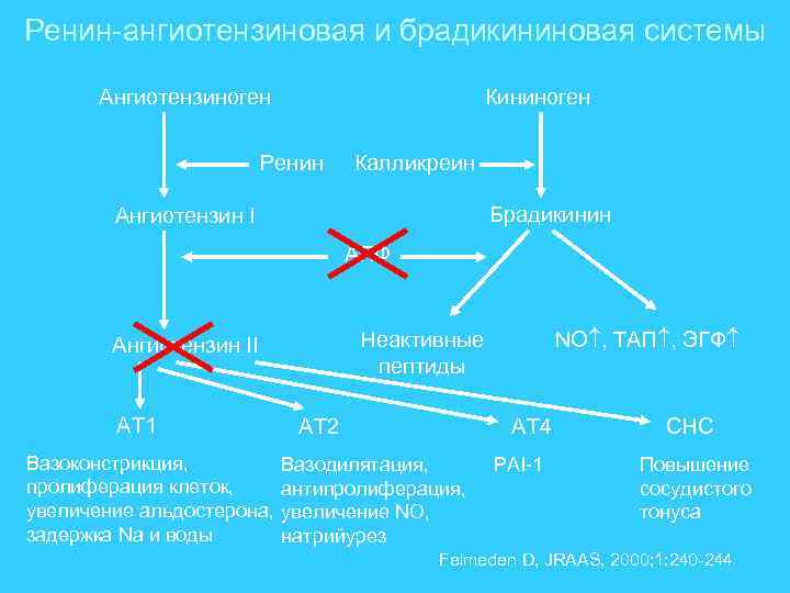 Ренин-ангиотензиновая и брадикининовая системы Ангиотензиноген Кининоген Ренин Калликреин Брадикинин Ангиотензин I АПФ Неактивные пептиды