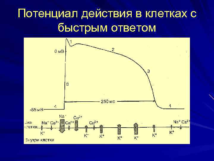 Потенциал действия в клетках с быстрым ответом 