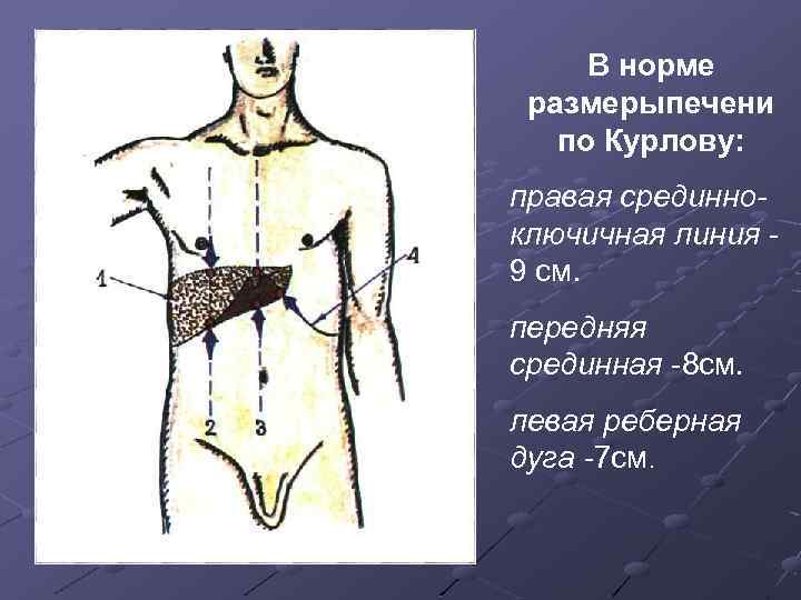В норме размерыпечени по Курлову: правая срединноключичная линия 9 см. передняя срединная 8 см.