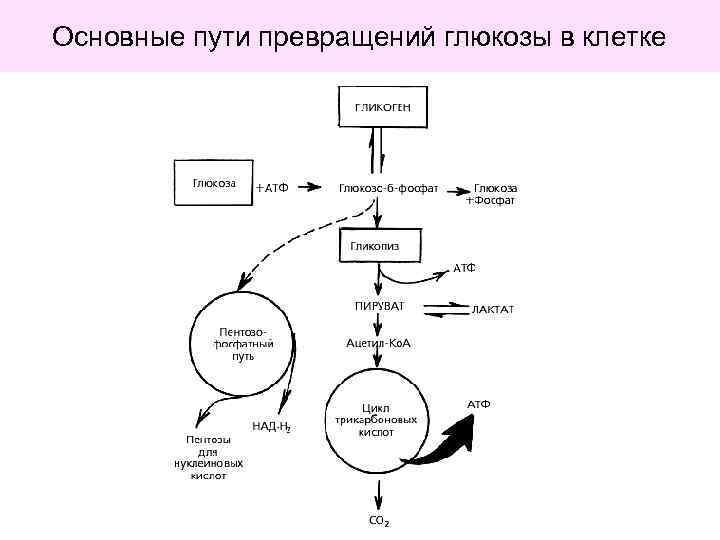 Общая схема превращения глюкозы