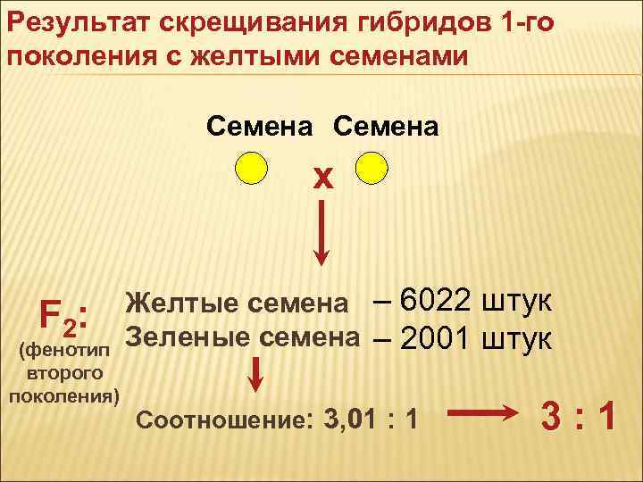 Результат скрещивания гибридов 1 -го поколения с желтыми семенами Семена х F 2 :