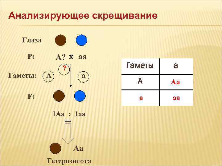 Организм образующий гаметы. AA AA скрещивание гаметы f1 f2. Типы гамет рецессивной гомозиготы. Типы гамет АА АА АА. Анализирующее скрещивание.