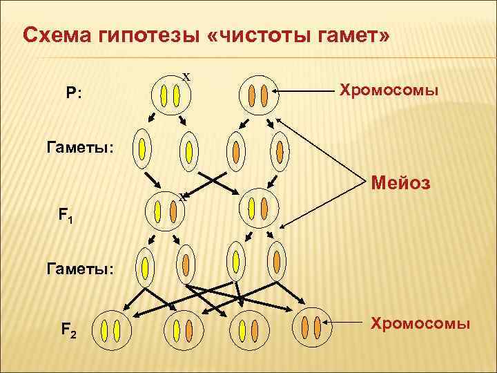 Схема гипотезы «чистоты гамет» Р: х Хромосомы Гаметы: F 1 х Мейоз Гаметы: F