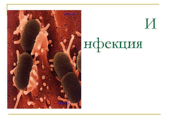И нфекция 