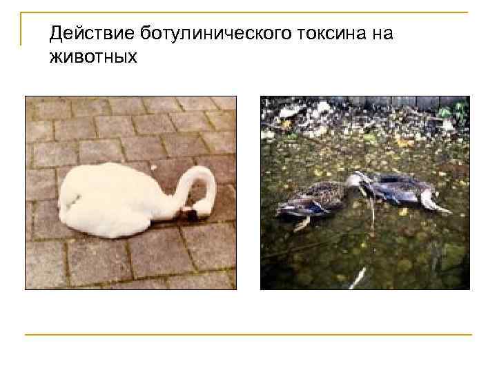 Действие ботулинического токсина на животных 