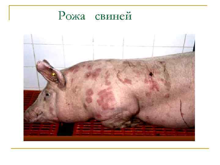 Рожа свиней 