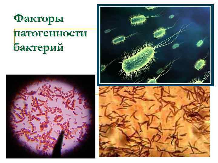 Схема факторы патогенности микроорганизмов