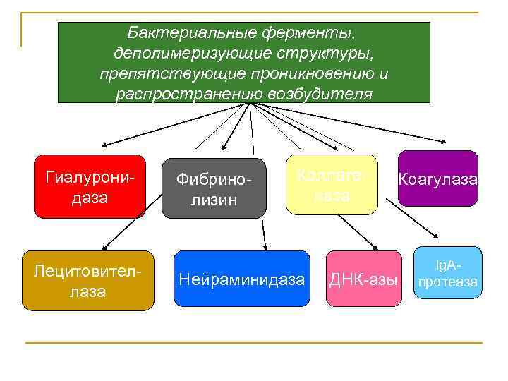Бактериальные ферменты, деполимеризующие структуры, препятствующие проникновению и распространению возбудителя Гиалуронидаза Лецитовителлаза Фибринолизин Коллагеназа Нейраминидаза
