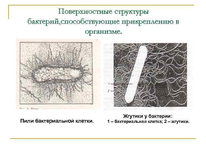 Поверхностная структура. Поверхностные структуры бактерий. Поверхностные структуры бактериальной клетки. Поверхность структуры бактерий. Строение бактериальной клетки.