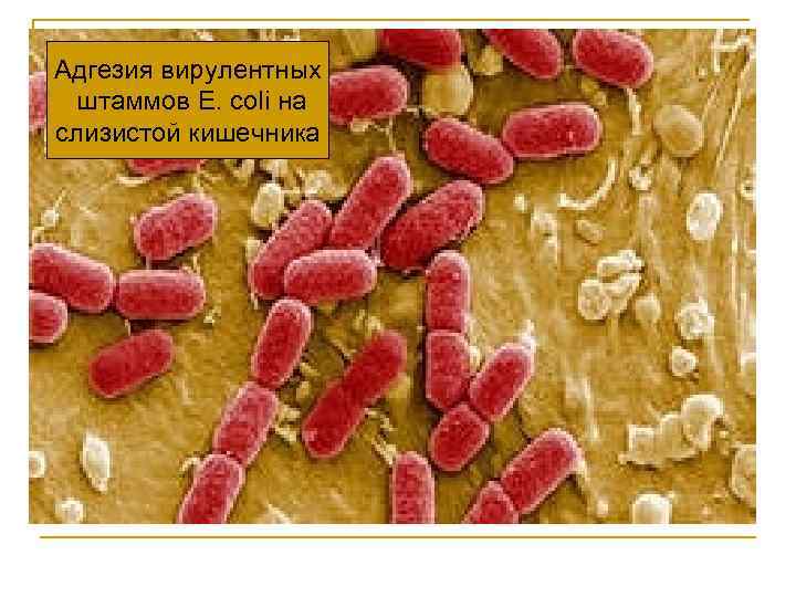 Адгезия вирулентных штаммов E. coli на слизистой кишечника 