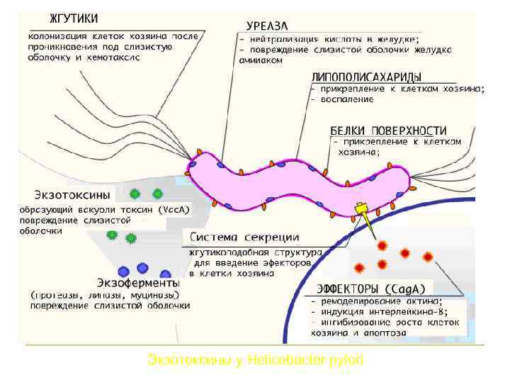 Экзотоксины у Helicobacter pylori 