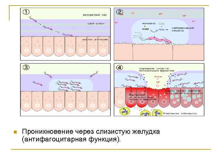 n Проникновение через слизистую желудка (антифагоцитарная функция). 