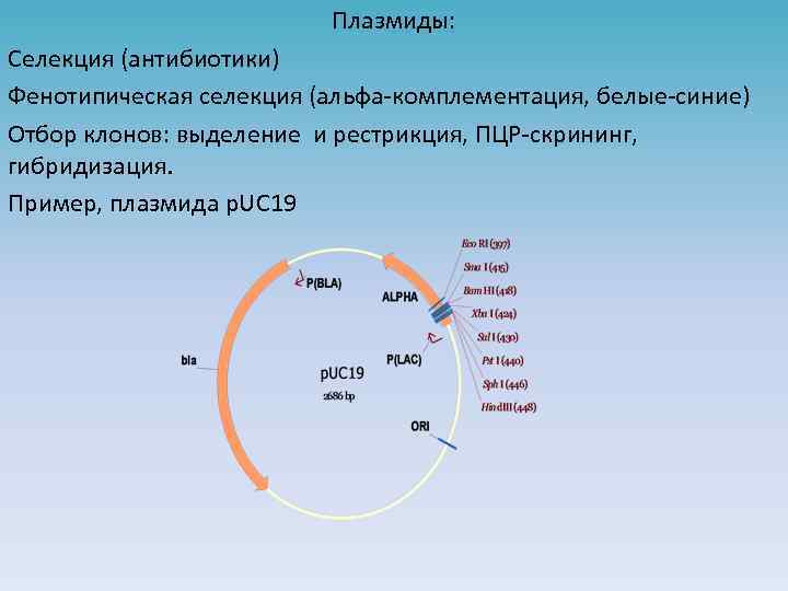 Плазмиды: Селекция (антибиотики) Фенотипическая селекция (альфа-комплементация, белые-синие) Отбор клонов: выделение и рестрикция, ПЦР-скрининг, гибридизация.