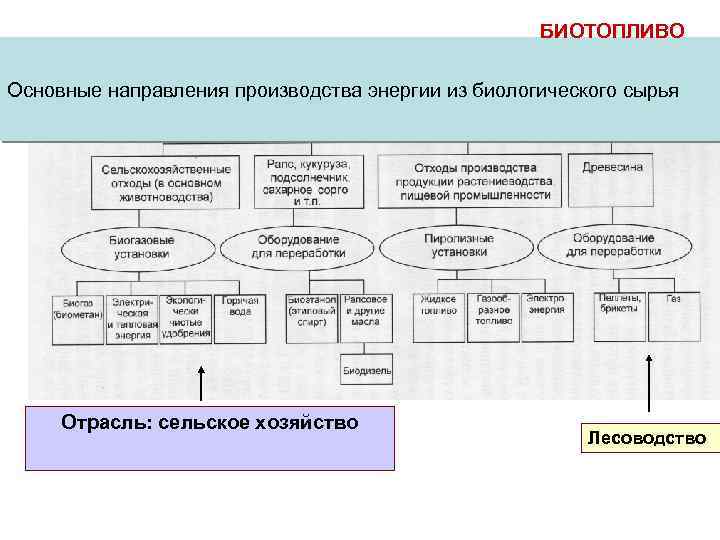 БИОТОПЛИВО Основные направления производства энергии из биологического сырья Отрасль: сельское хозяйство Лесоводство 