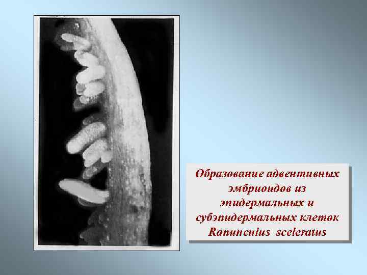 Образование адвентивных эмбриоидов из эпидермальных и субэпидермальных клеток Ranunculus sceleratus 