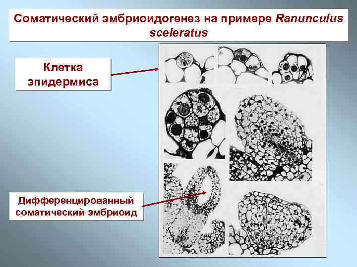 Соматический эмбриоидогенез на примере Ranunculus sceleratus Клетка эпидермиса Дифференцированный соматический эмбриоид 