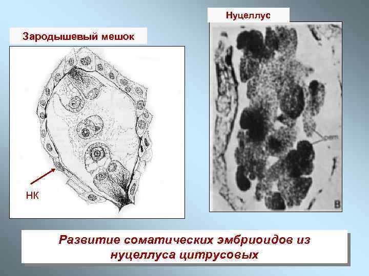 Нуцеллус Зародышевый мешок Нуцеллус НК Развитие соматических эмбриоидов из нуцеллуса цитрусовых 