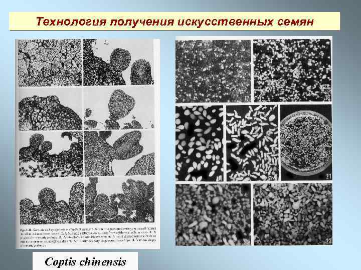 Технология получения искусственных семян Coptis chinensis 