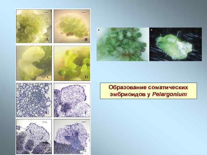 Образование соматических эмбриоидов у Pelargonium 