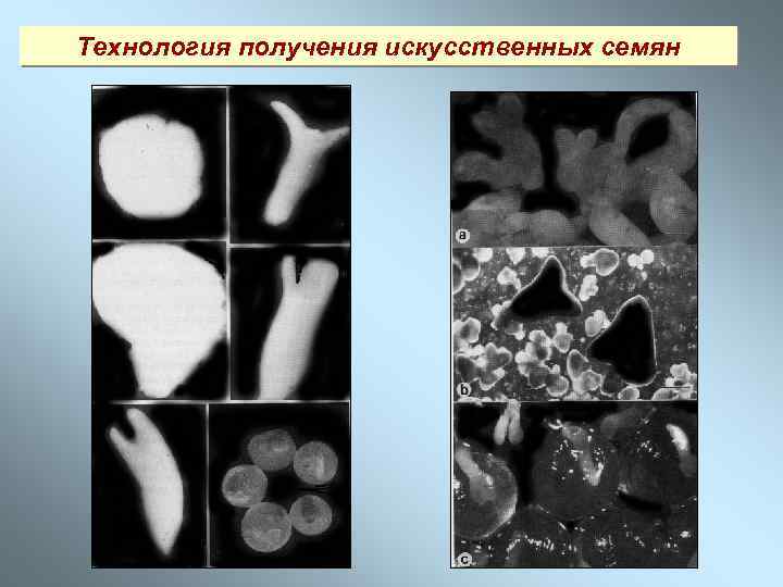 Технология получения искусственных семян 