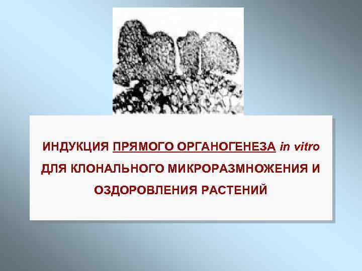 ИНДУКЦИЯ ПРЯМОГО ОРГАНОГЕНЕЗА in vitro ДЛЯ КЛОНАЛЬНОГО МИКРОРАЗМНОЖЕНИЯ И ОЗДОРОВЛЕНИЯ РАСТЕНИЙ 