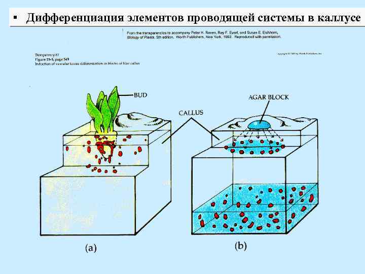 ▪ Дифференциация элементов проводящей системы в каллусе 