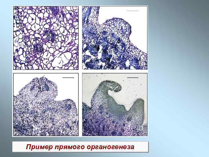 Пример прямого органогенеза 