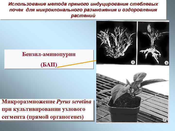 Использование метода прямого индуцирования стеблевых почек для микроклонального размножения и оздоровления растений Бензил-аминопурин (БАП)