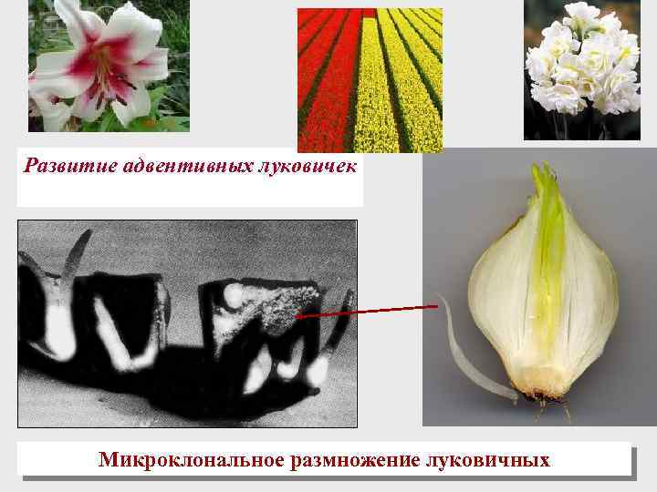 Развитие адвентивных луковичек Микроклональное размножение луковичных 