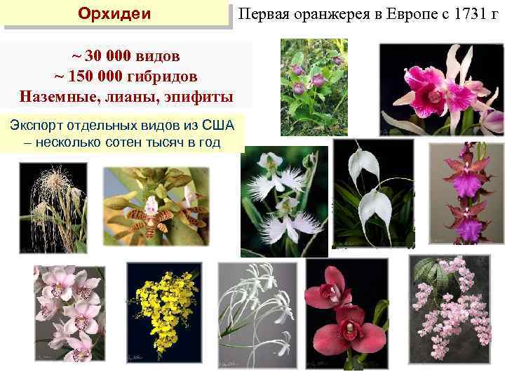 Орхидеи ~ 30 000 видов ~ 150 000 гибридов Наземные, лианы, эпифиты Экспорт отдельных