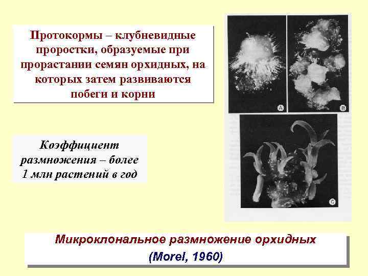 Протокормы – клубневидные проростки, образуемые при прорастании семян орхидных, на которых затем развиваются побеги