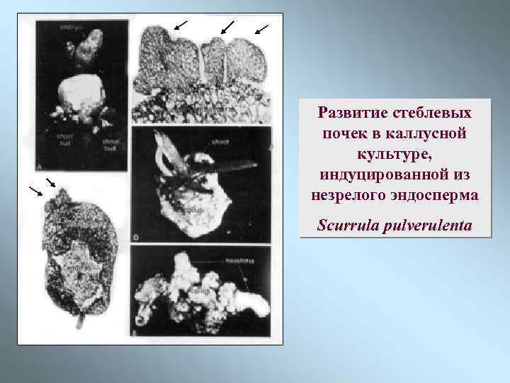 Развитие стеблевых почек в каллусной культуре, индуцированной из незрелого эндосперма Scurrula pulverulenta 