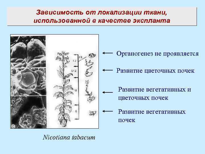 Три стадии характеризующие стадию органогенеза. Этапы органогенеза растений. Органогенез у древесных растений.. Органогенез почки. Органогенез цветка.