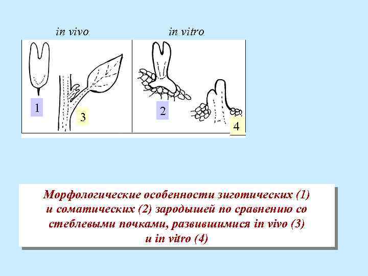 in vivo 1 3 in vitro 2 4 Морфологические особенности зиготических (1) и соматических