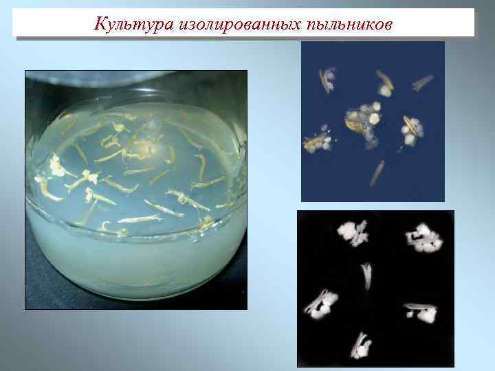 Культура изолированных пыльников 