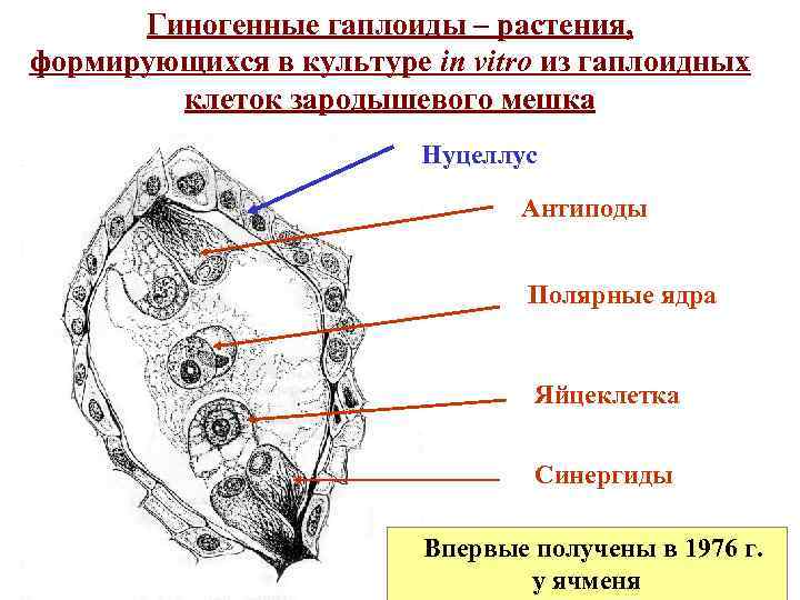 Яйцеклетка гаплоидная. Культуры гаплоидных клеток растений. Ядра синергиды. Культура пыльников и микроспор in vitro. Культура гаплоидных тканей схема.