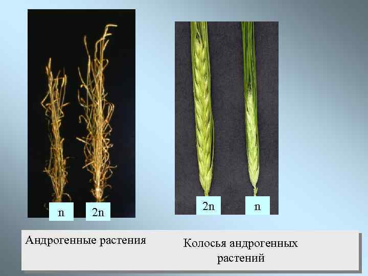 n 2 n Андрогенные растения 2 n n Колосья андрогенных растений 